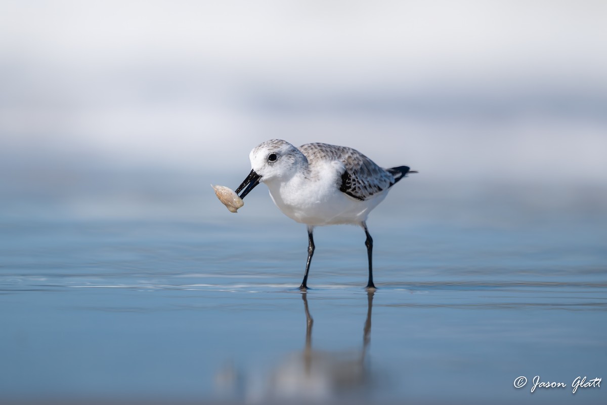 Sanderling - ML646156295