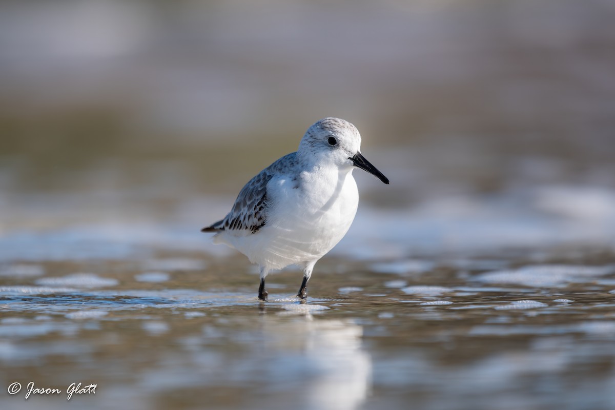 Sanderling - ML646156296