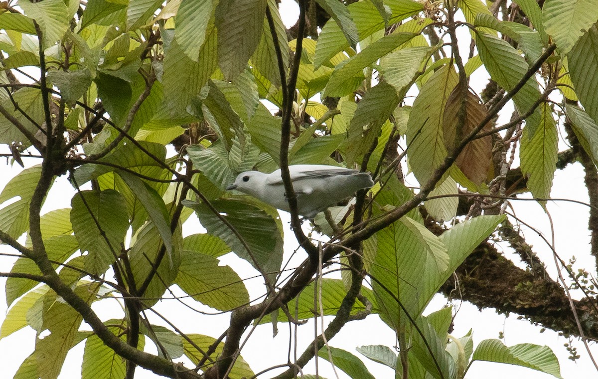 Snowy Cotinga - ML646156298