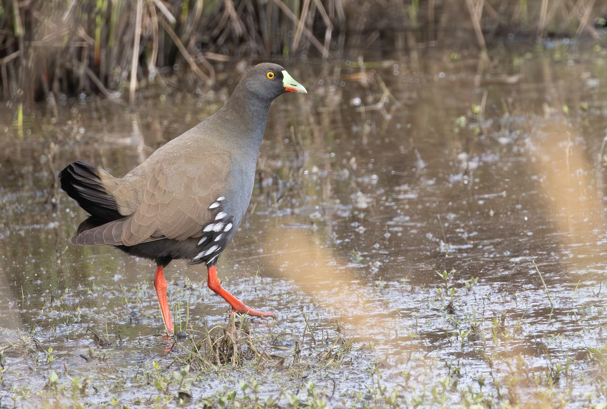 オグロバン - ML646156299