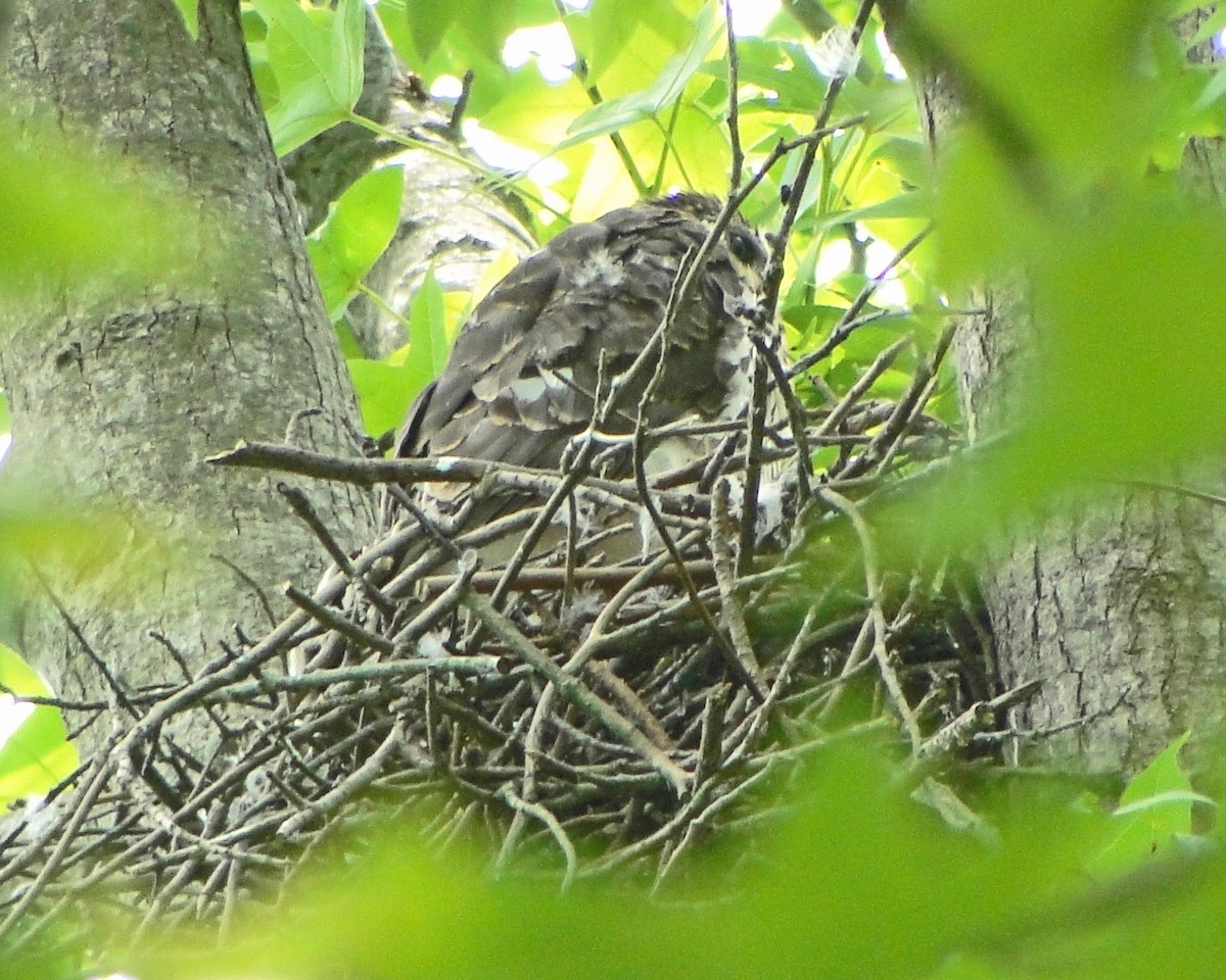 Cooper's Hawk - ML646156300