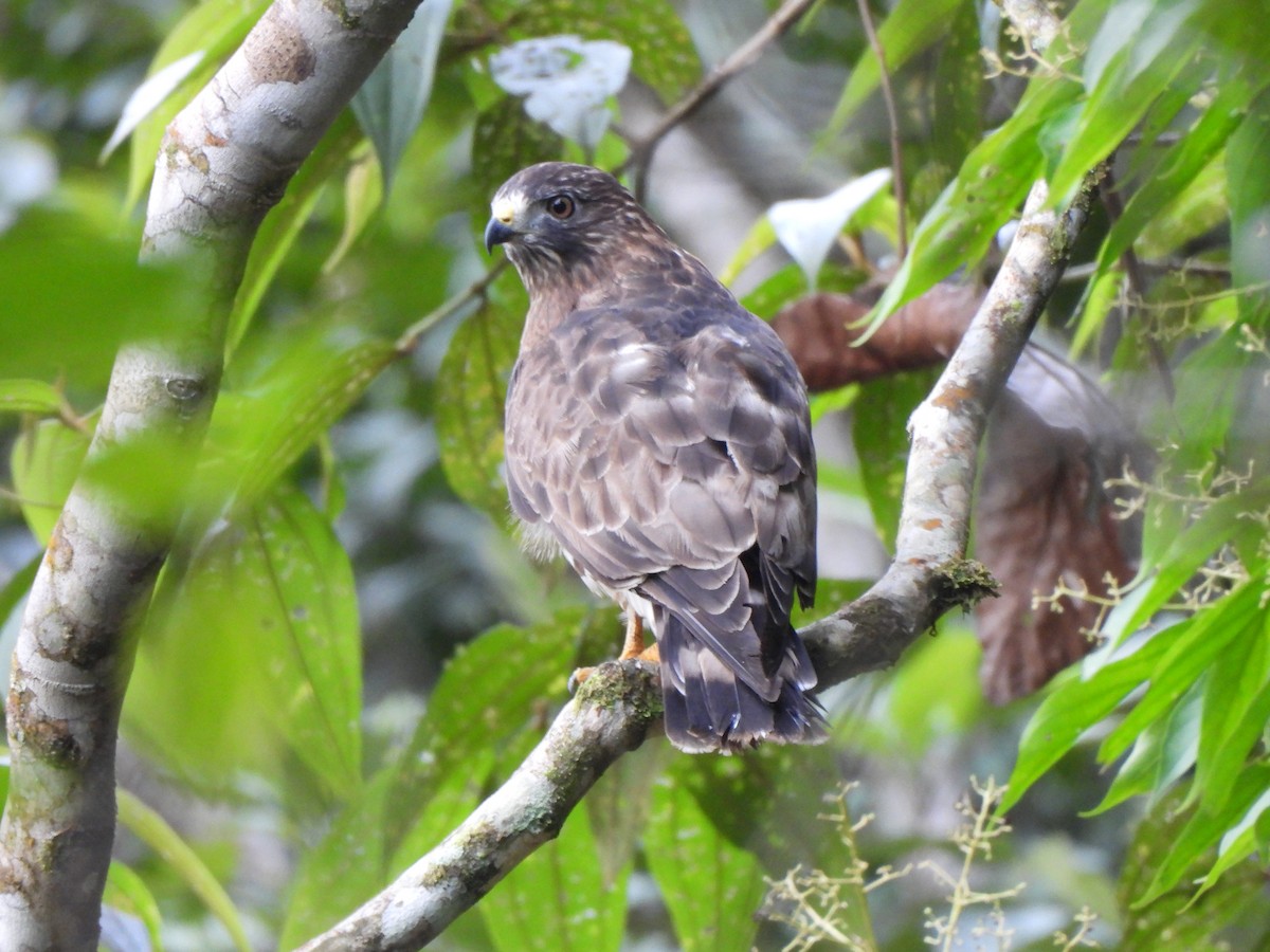 Broad-winged Hawk - ML646156301