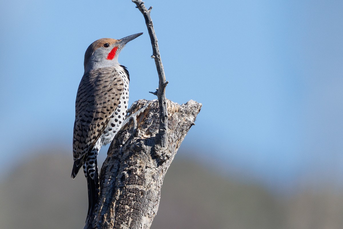Gilded Flicker - ML646156302