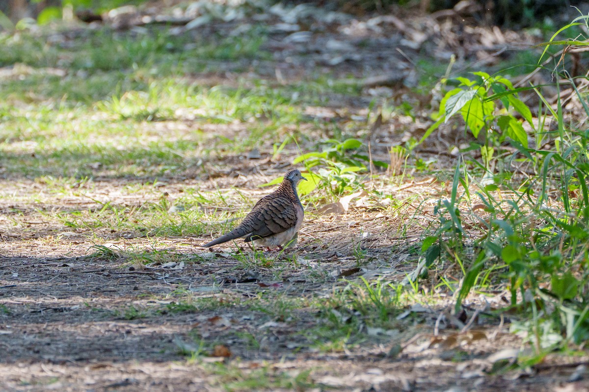 Bar-shouldered Dove - ML646156303