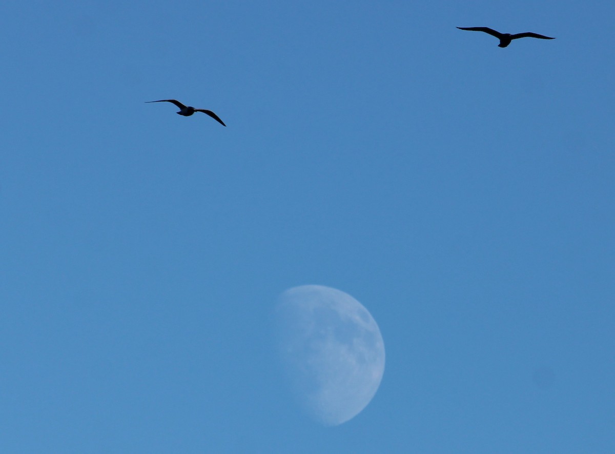 gull sp. - ML646156304