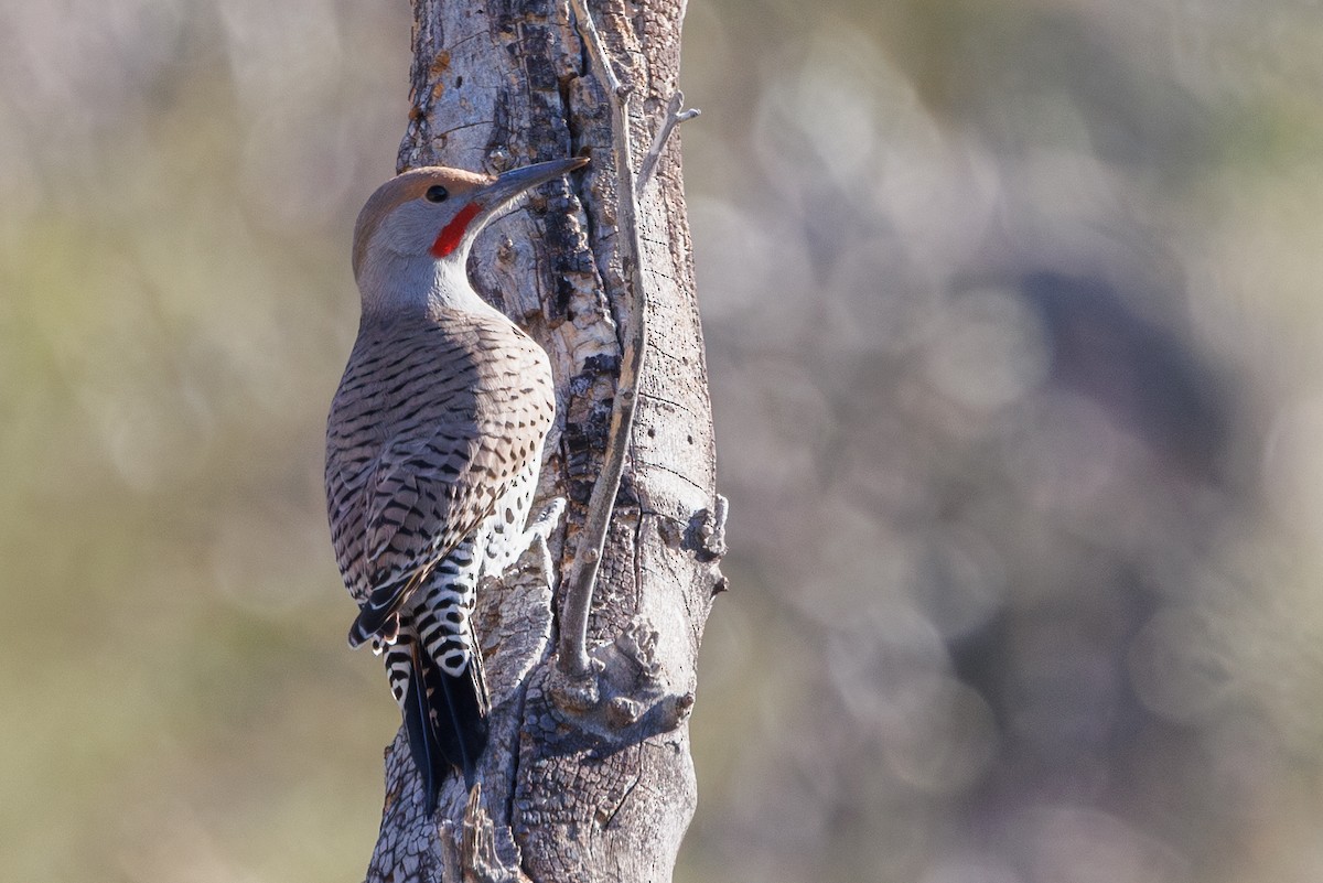 Gilded Flicker - ML646156305