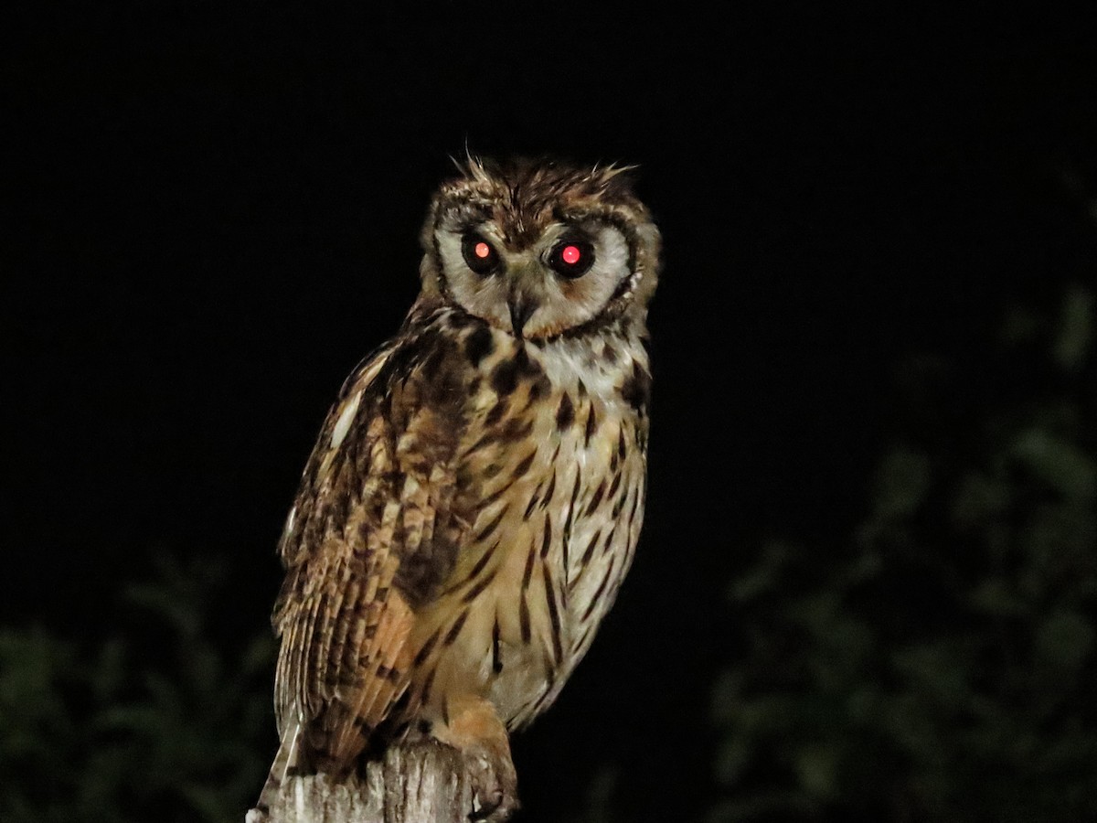 Striped Owl - ML646156306