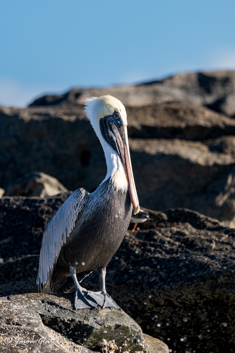 Brown Pelican - ML646156307