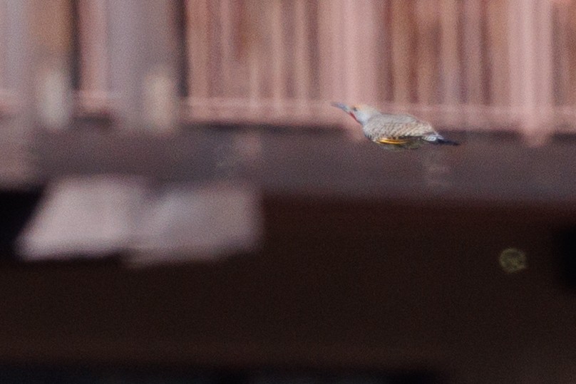 Gilded Flicker - ML646156308