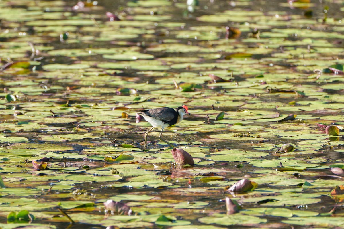 Comb-crested Jacana - ML646156309