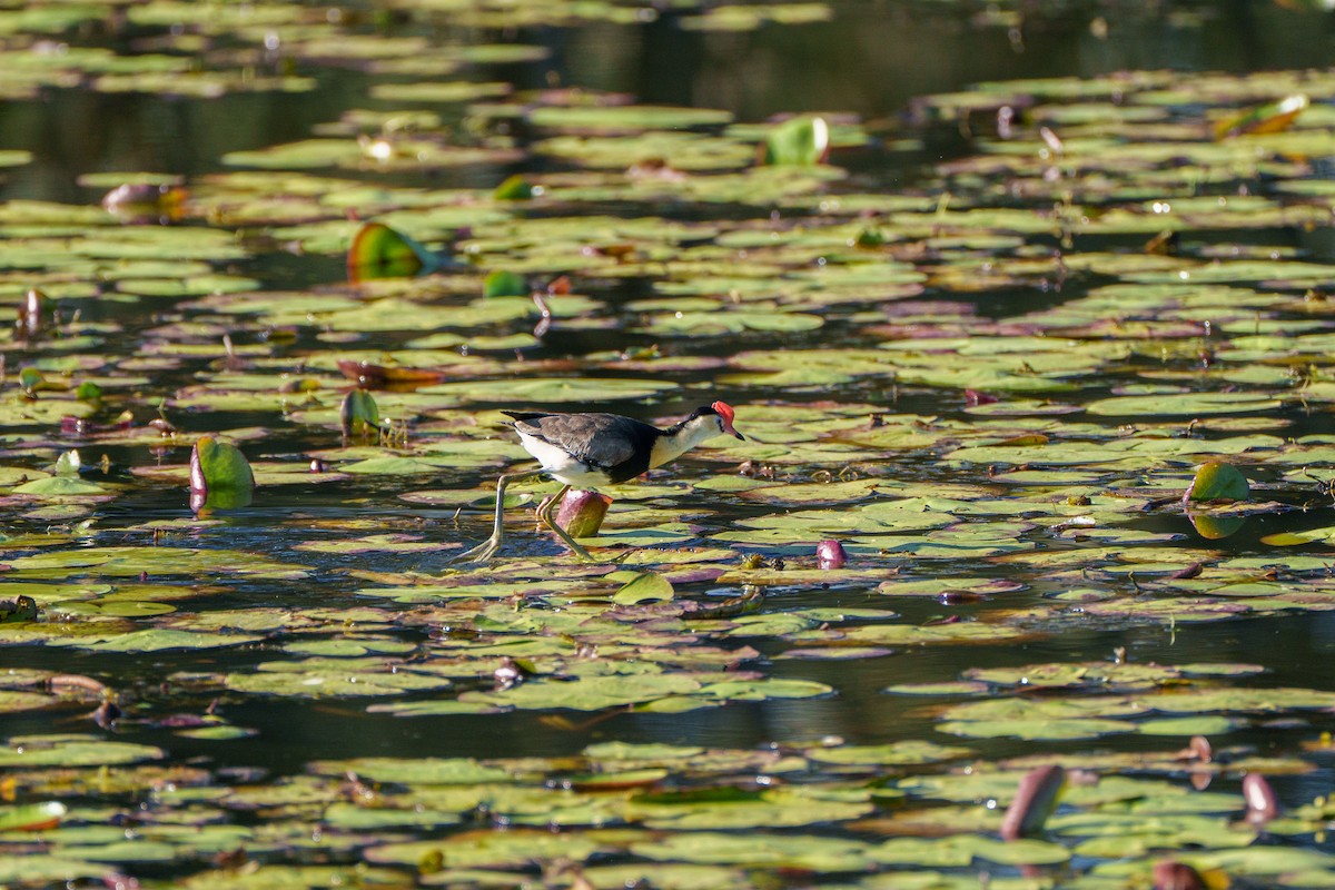 Comb-crested Jacana - ML646156310