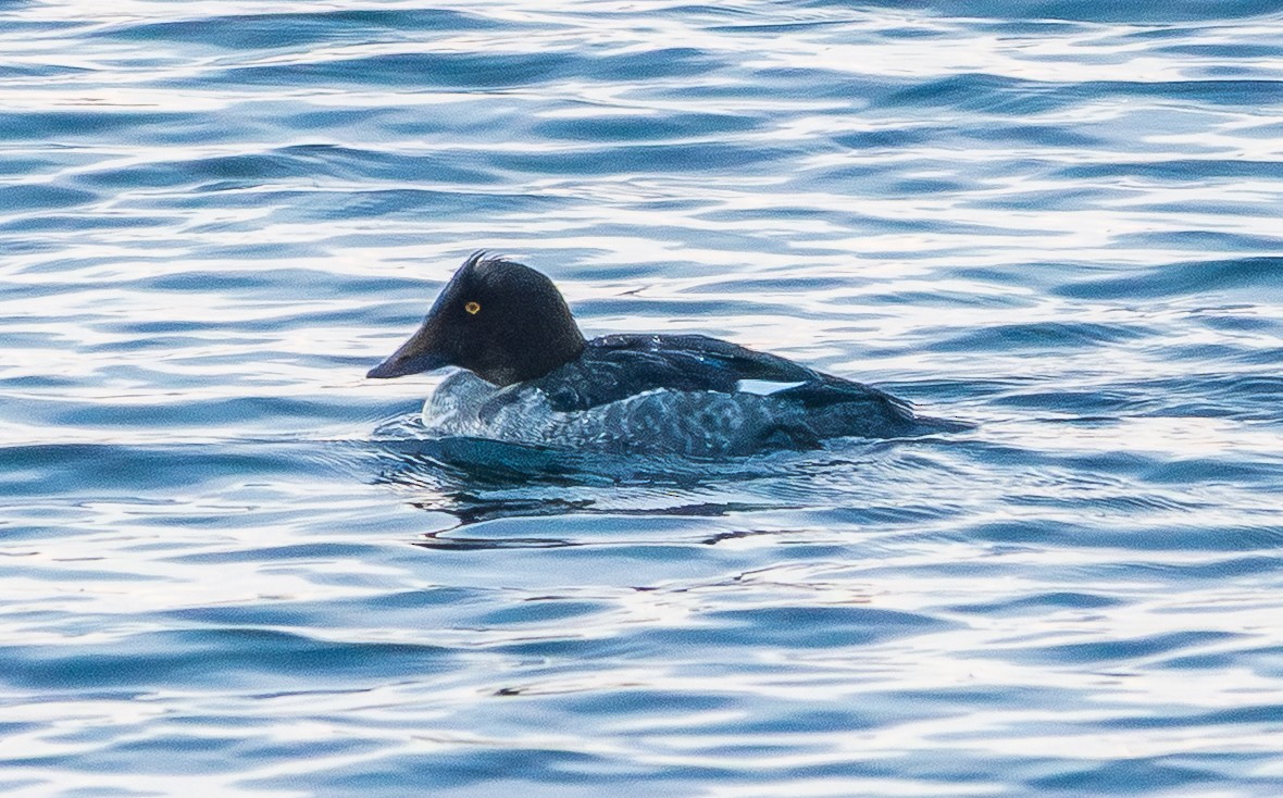 Common Goldeneye - ML646156312