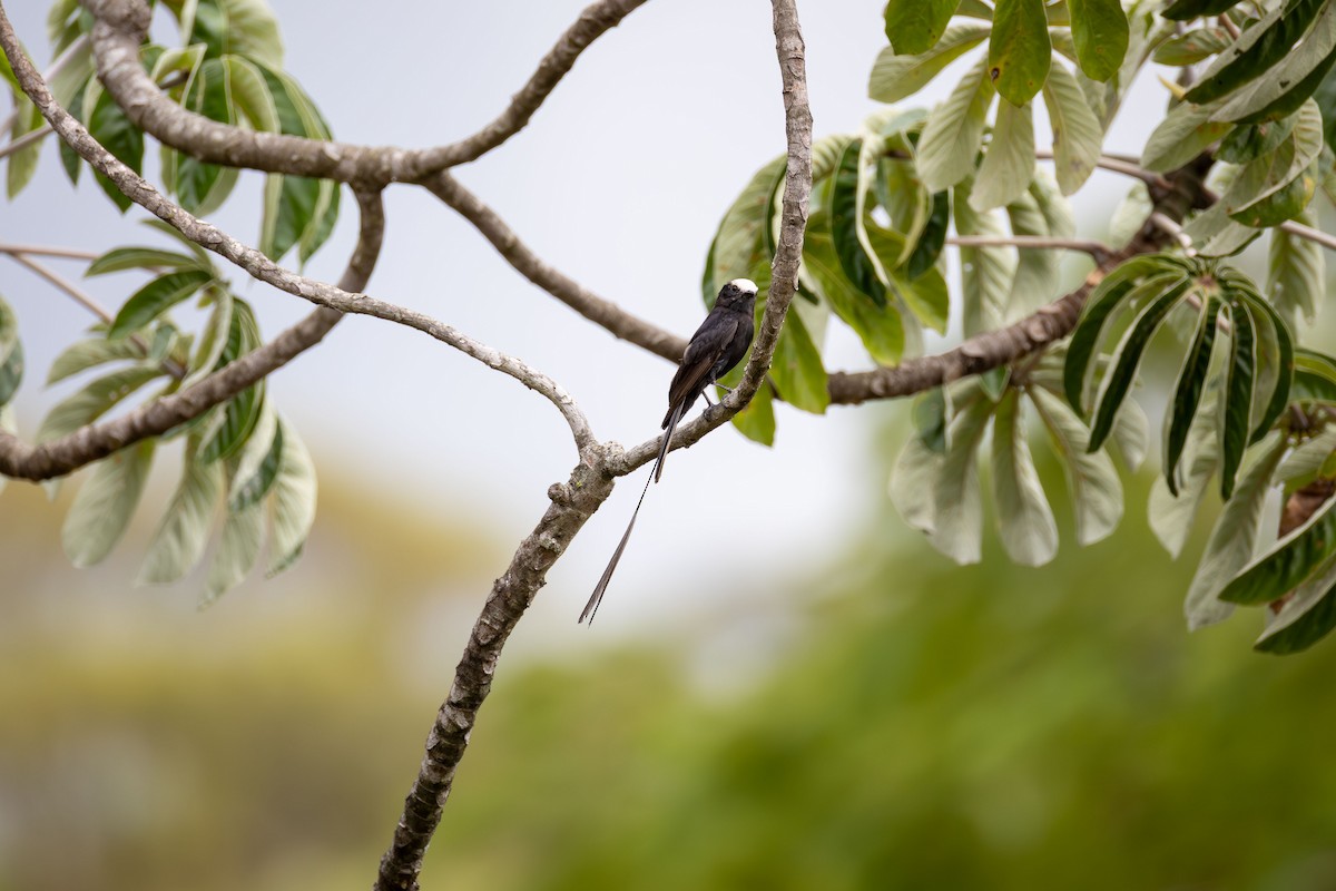 Long-tailed Tyrant - ML646156313