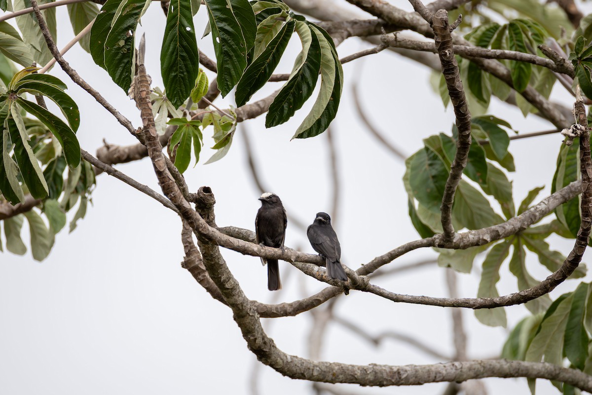 Long-tailed Tyrant - ML646156314