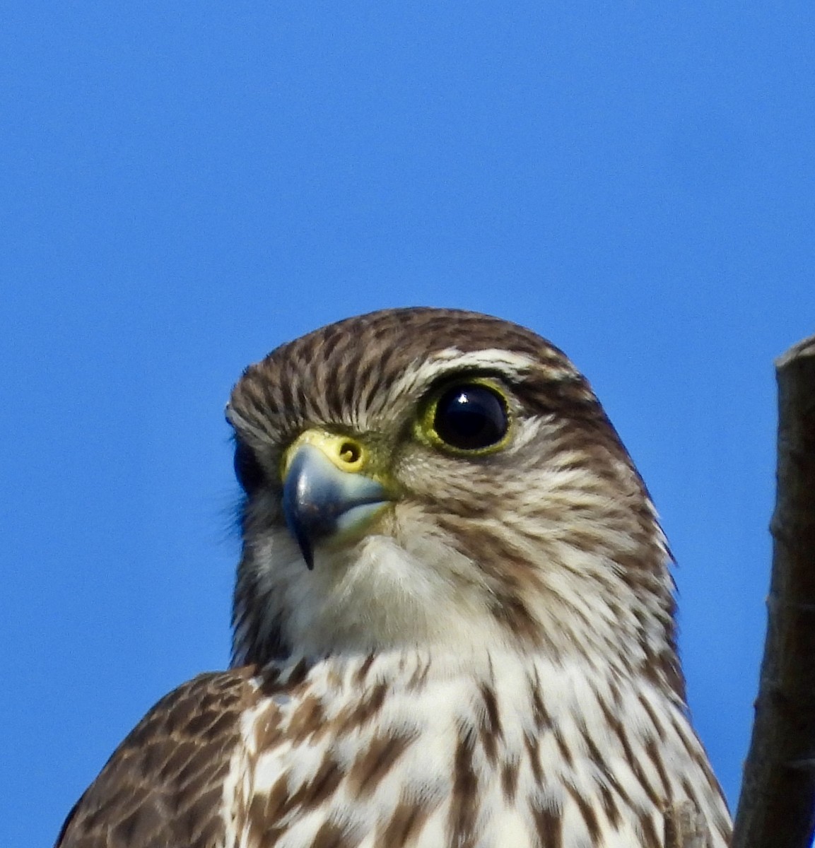 Merlin - ML646156315