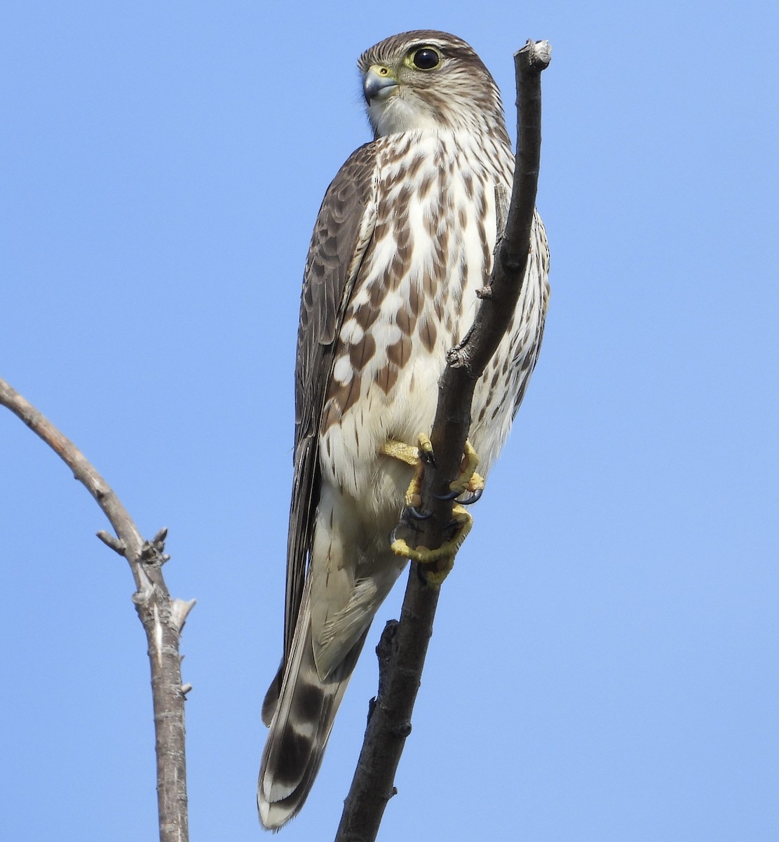 Merlin - ML646156316