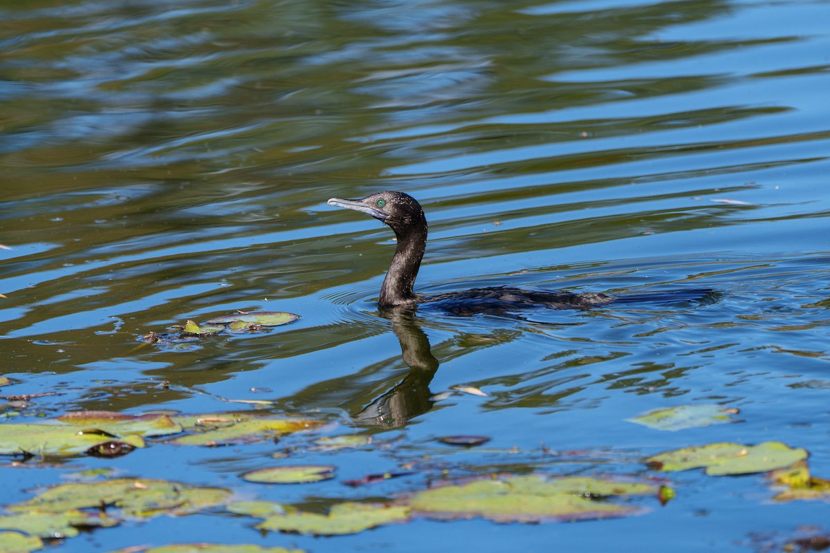 Little Black Cormorant - ML646156321