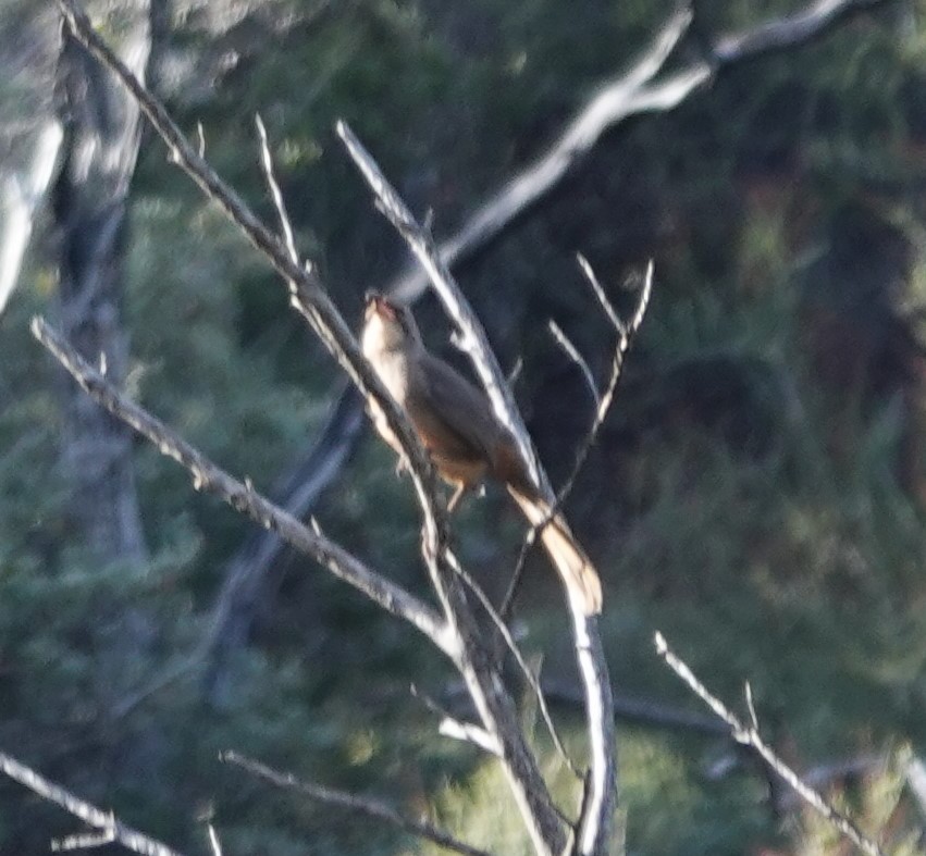 California Thrasher - ML646156325