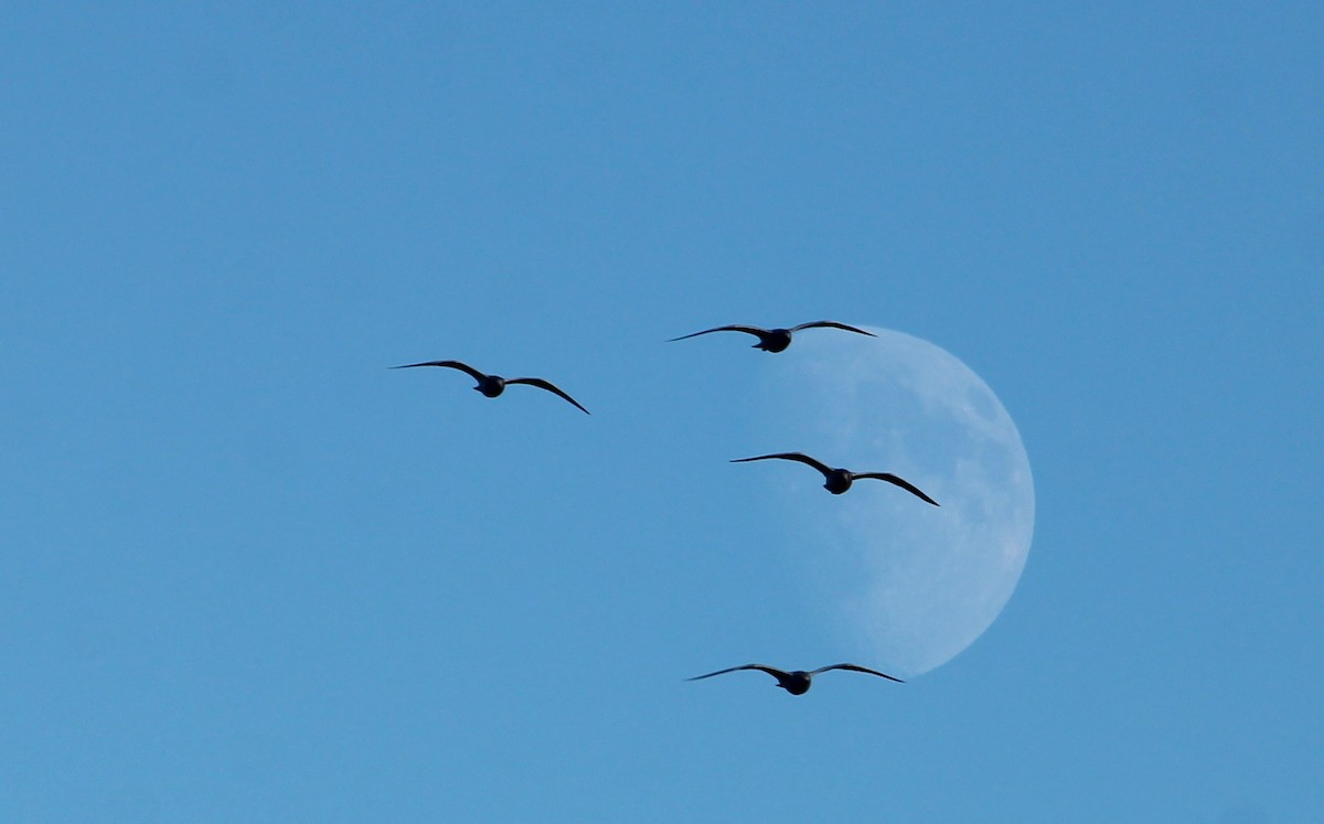 gull sp. - ML646156326