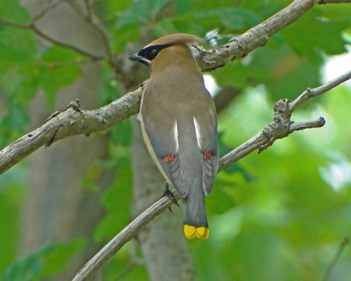Cedar Waxwing - ML646156327