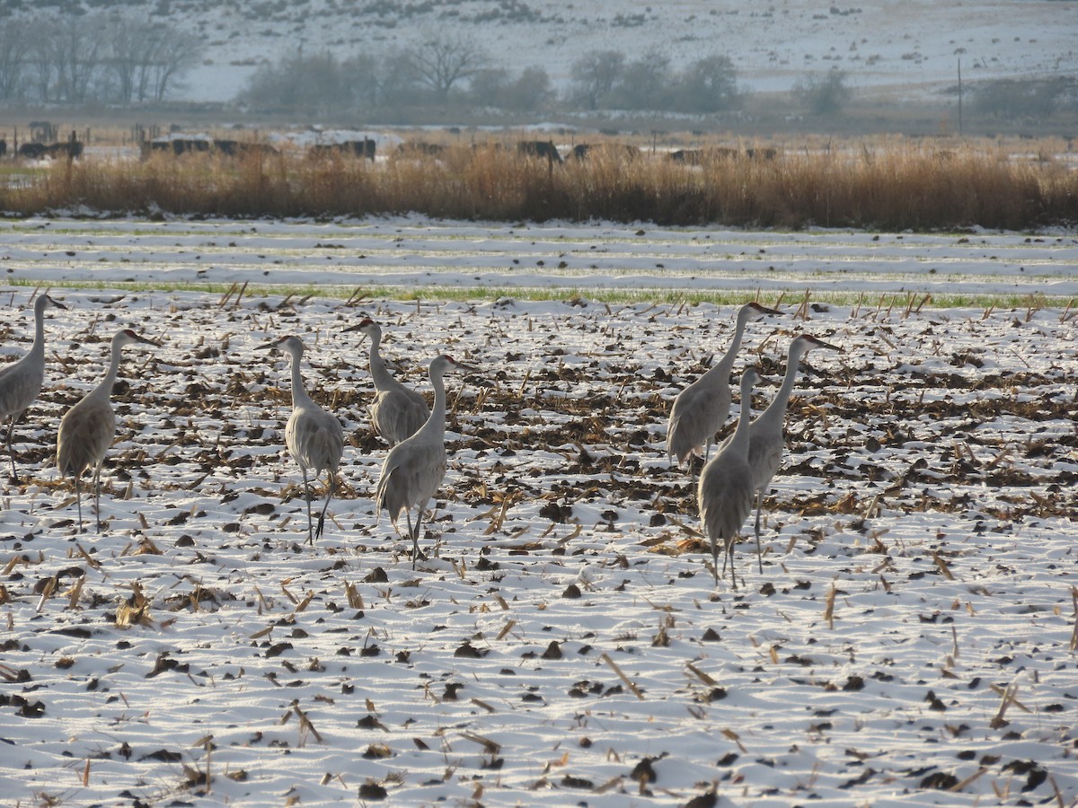 Sandhill Crane - ML646156342