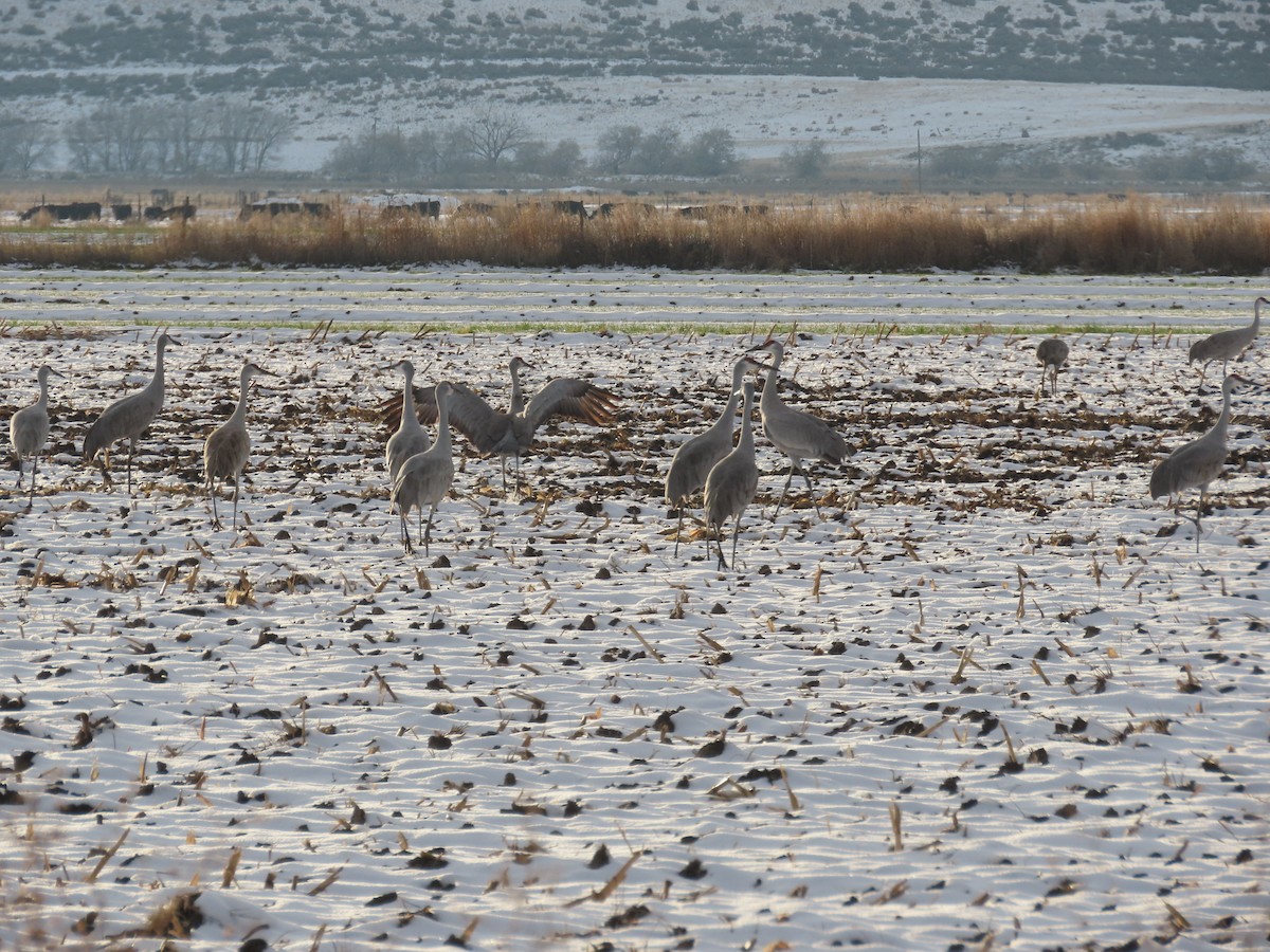 Sandhill Crane - ML646156346