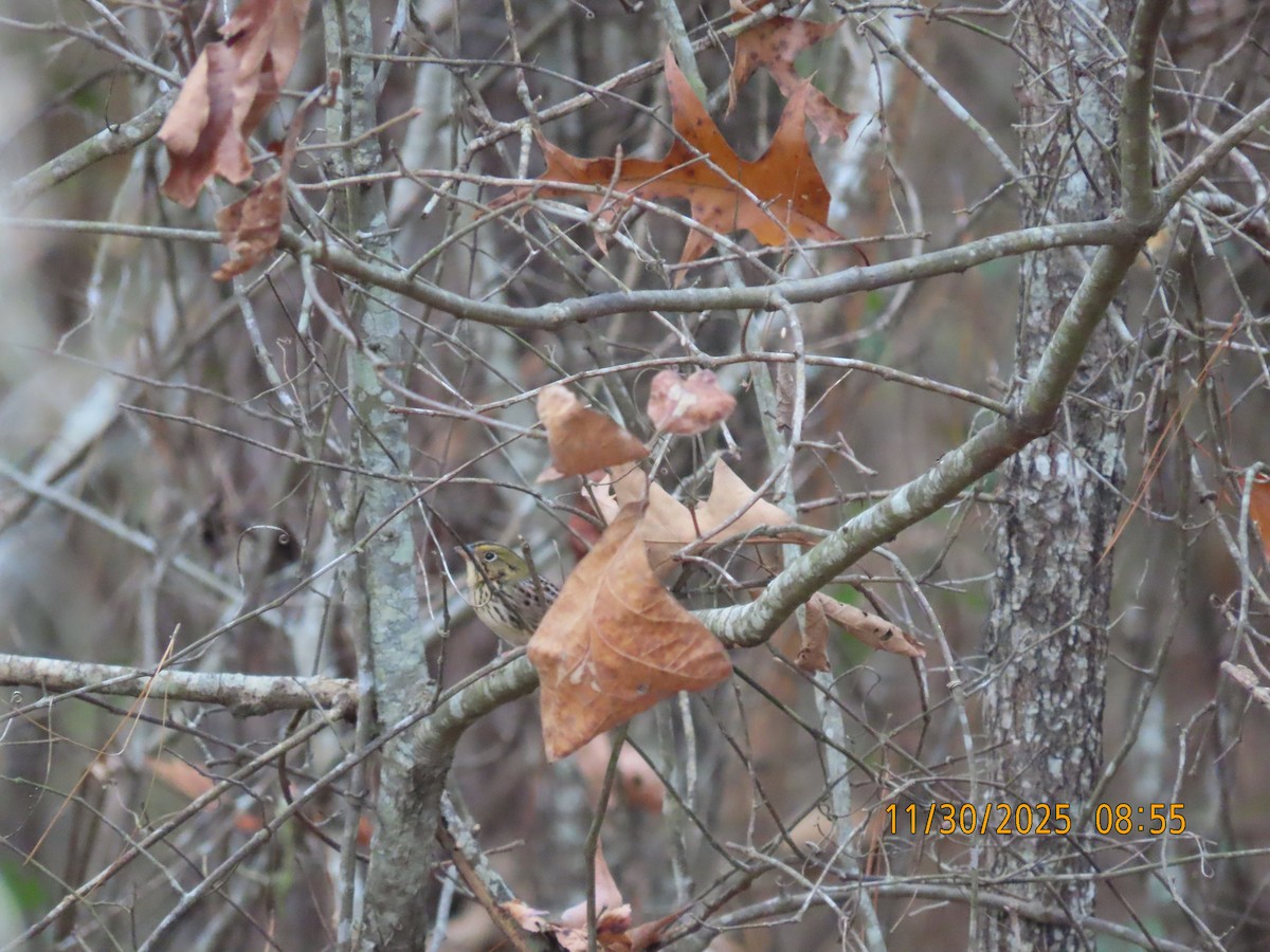 Henslow's Sparrow - ML646156375