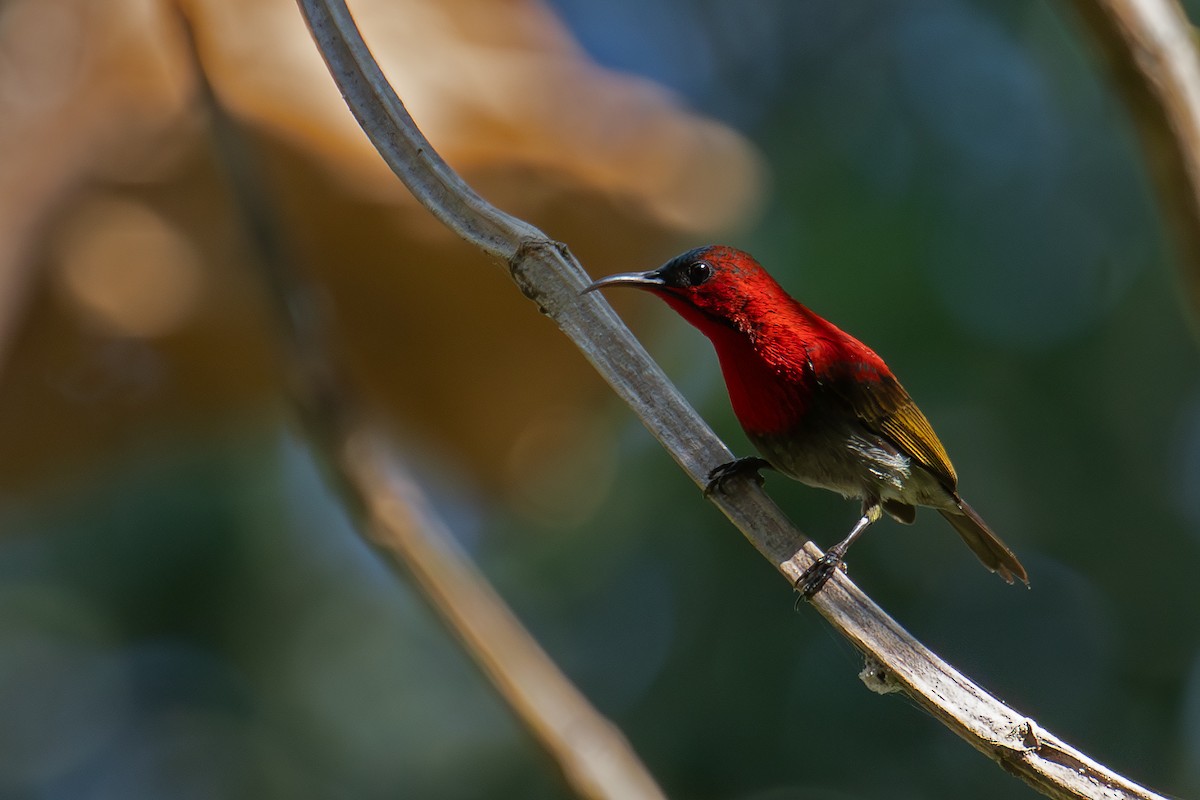 Suimanga Siparaja - ML646156378