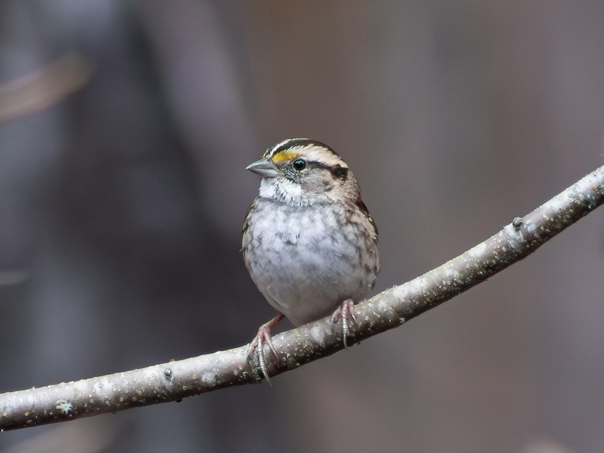 White-throated Sparrow - ML646156382