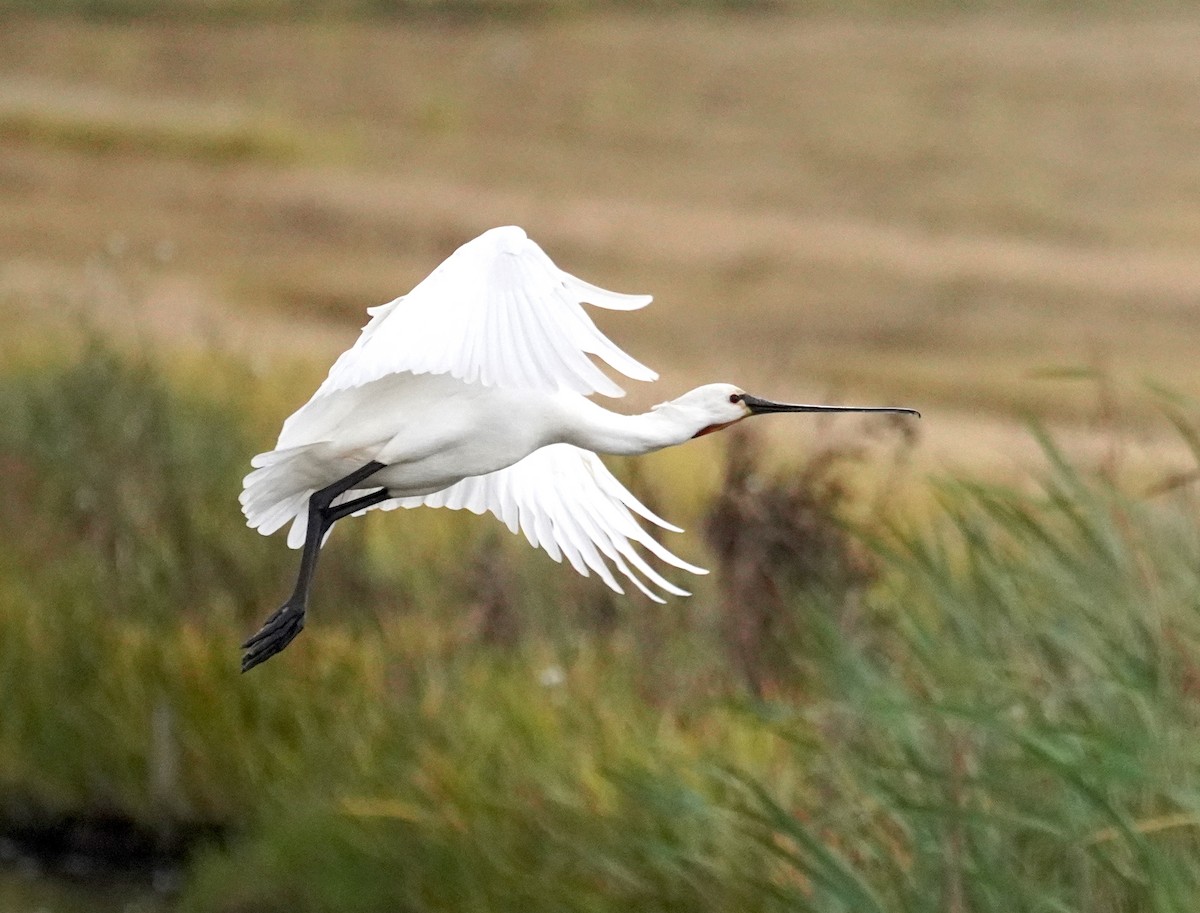 Eurasian Spoonbill - ML646156391