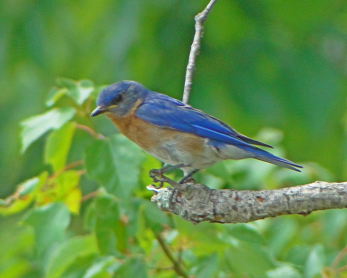 Eastern Bluebird - ML646156392