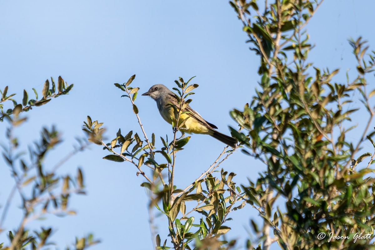 Cassin's Kingbird - ML646156399