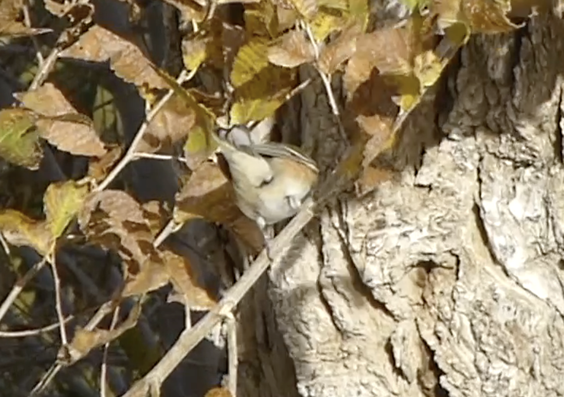 Bay-breasted Warbler - ML646156402