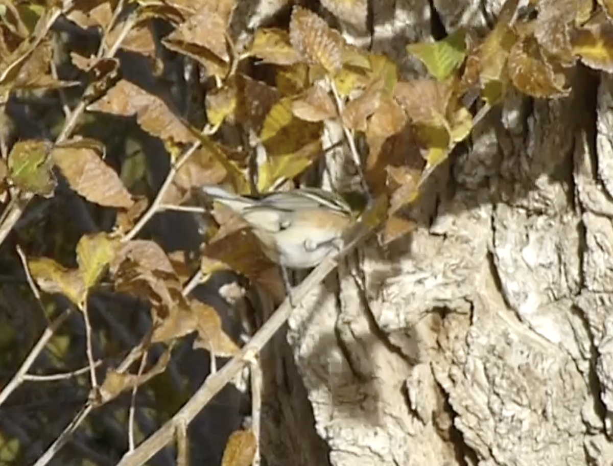 Bay-breasted Warbler - ML646156403