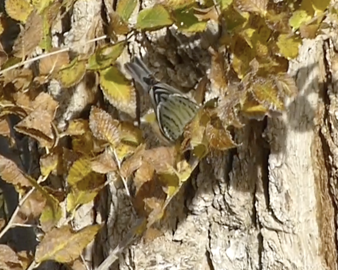 Bay-breasted Warbler - ML646156404