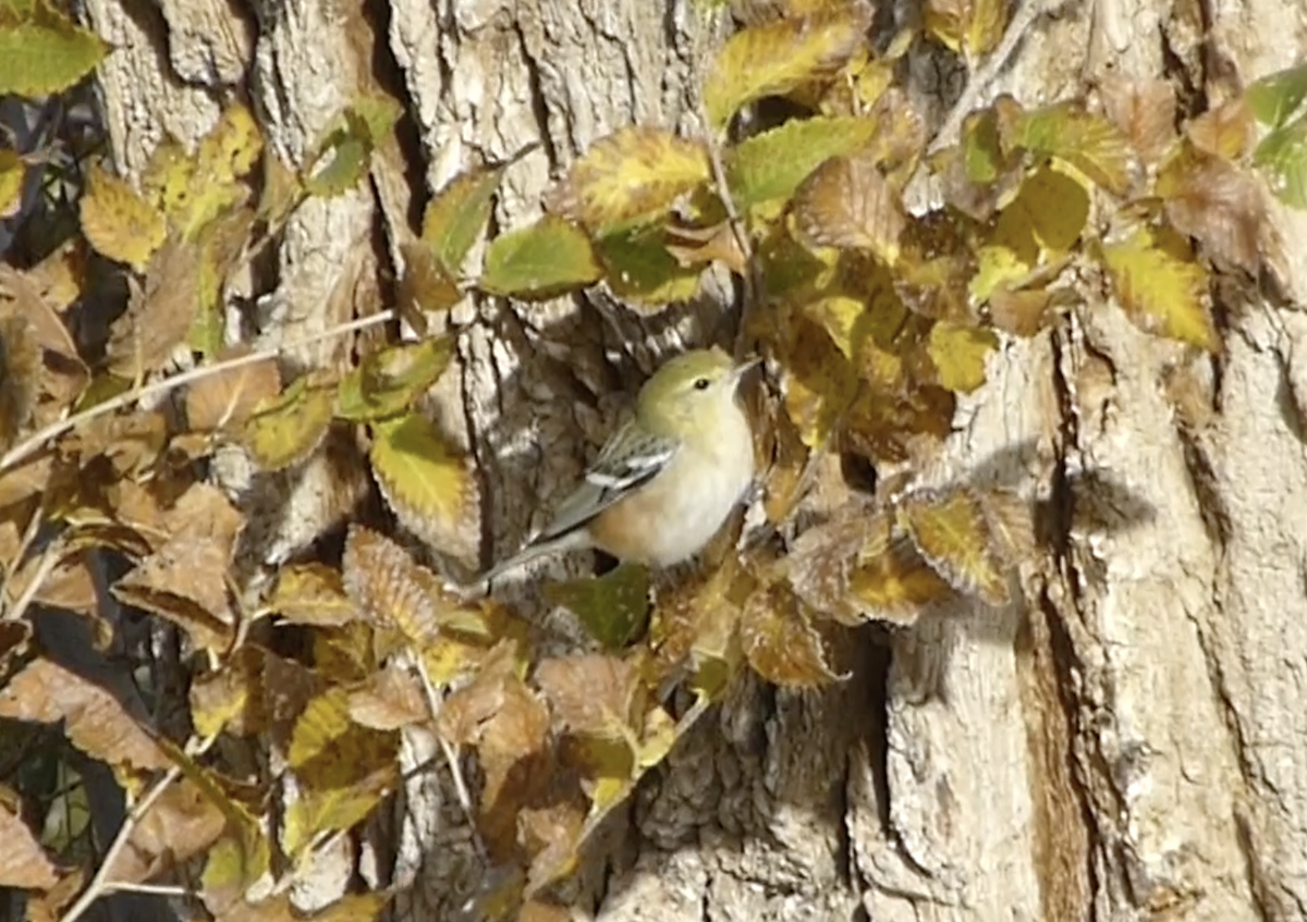 Bay-breasted Warbler - ML646156405