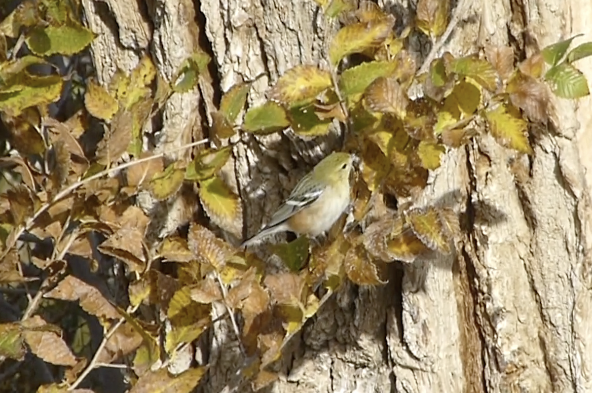 Bay-breasted Warbler - ML646156406