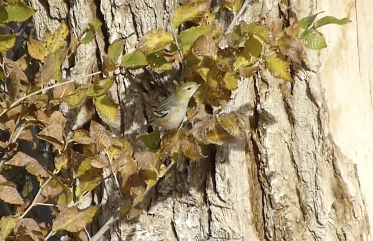Bay-breasted Warbler - ML646156407