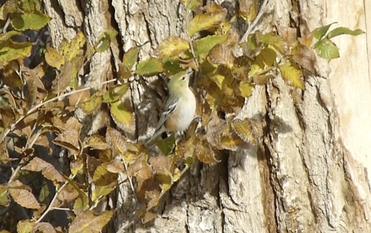 Bay-breasted Warbler - ML646156408