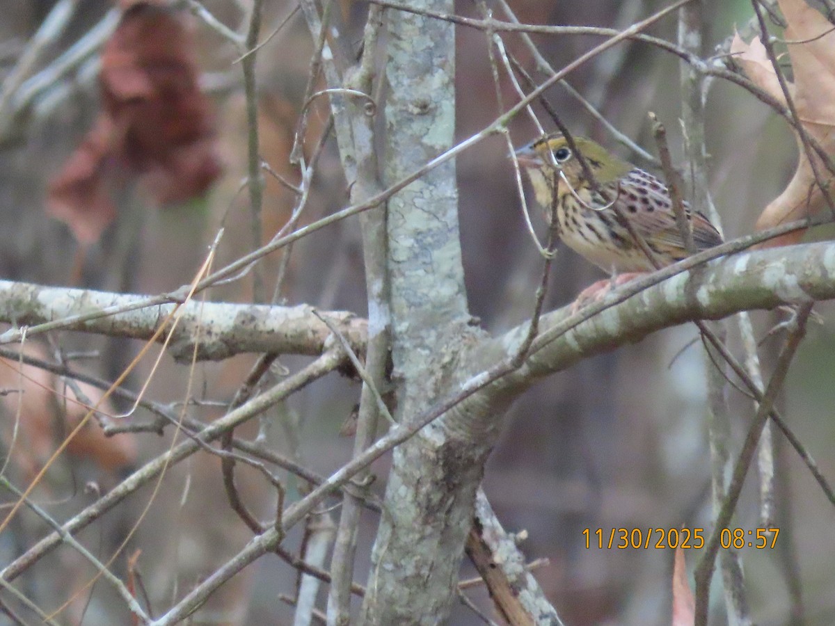 Henslow's Sparrow - ML646156412