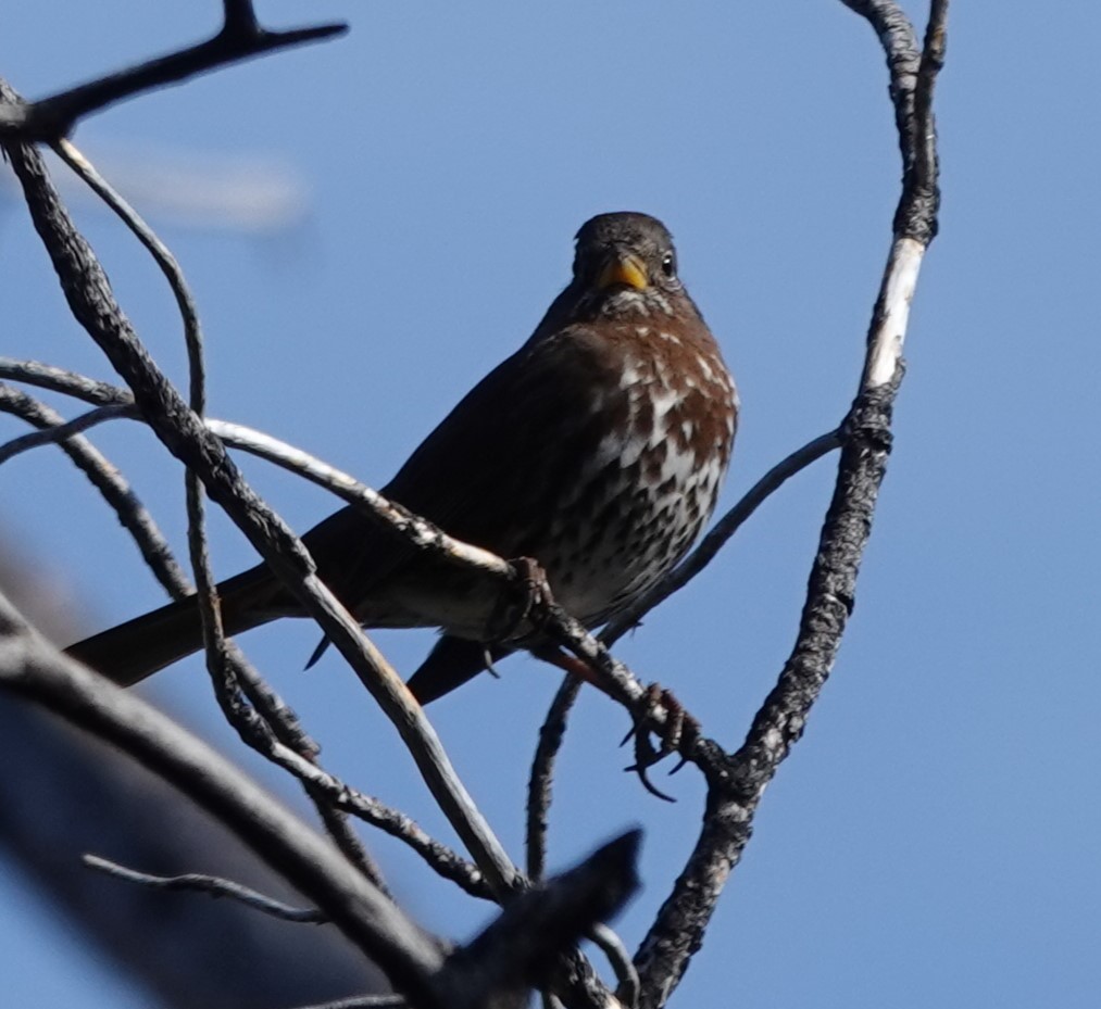 Fox Sparrow - ML646156418