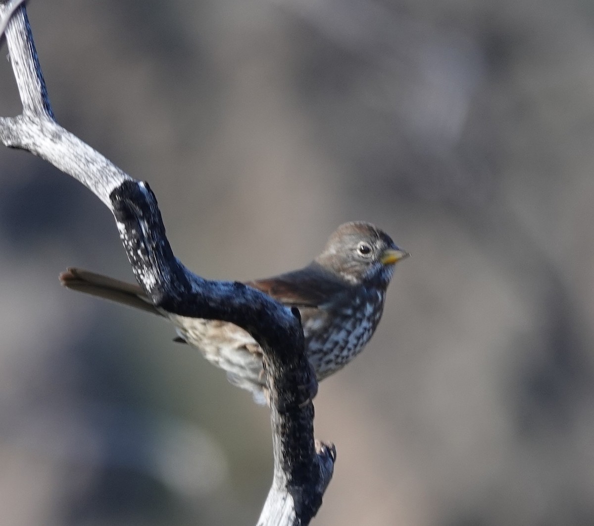Fox Sparrow - ML646156424