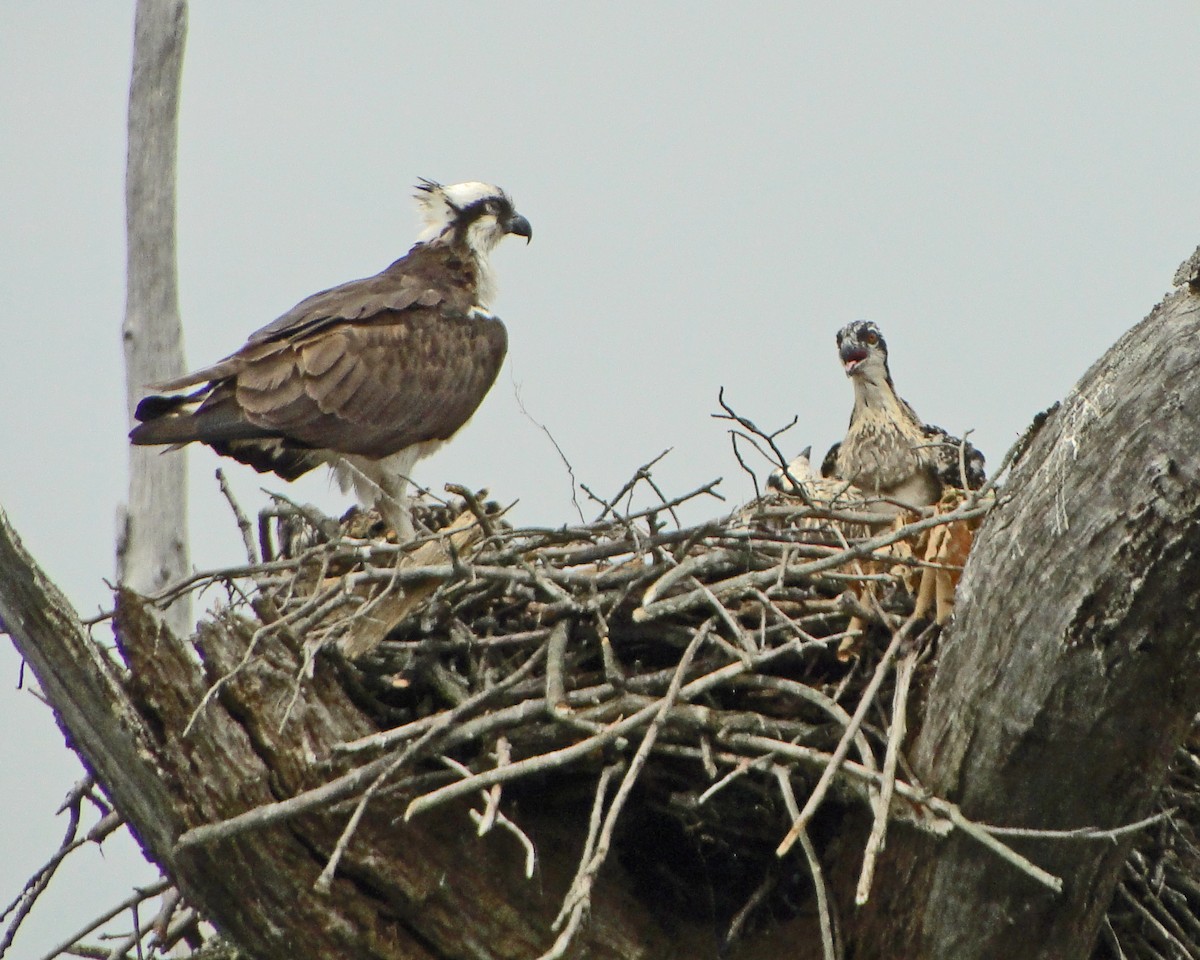 Osprey - ML646156439