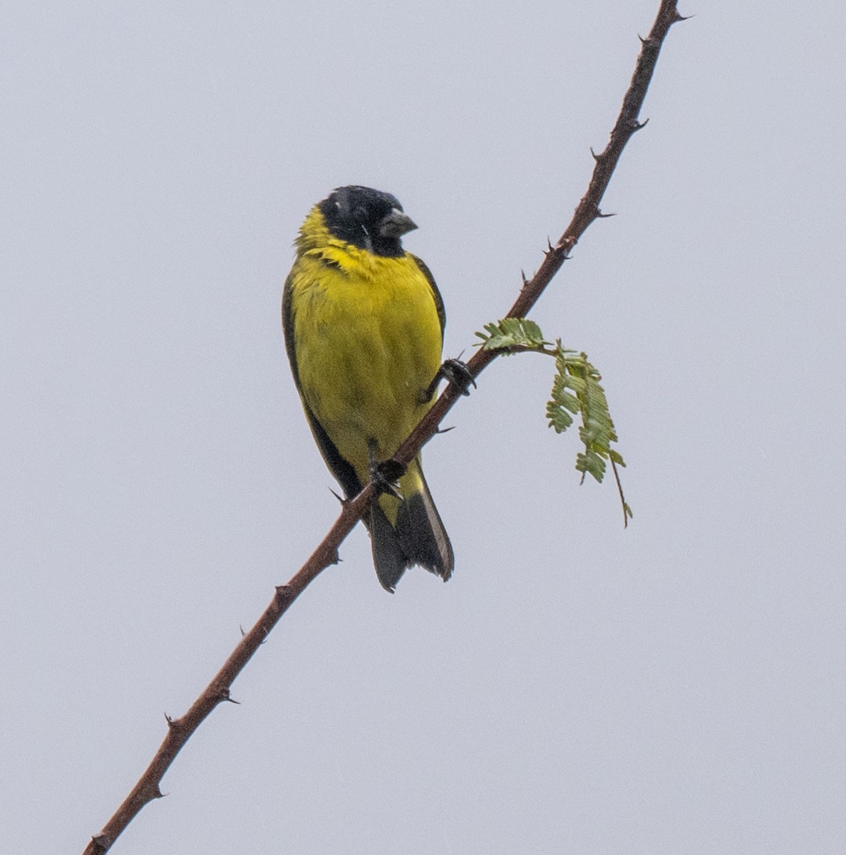 Hooded Siskin - ML646156445