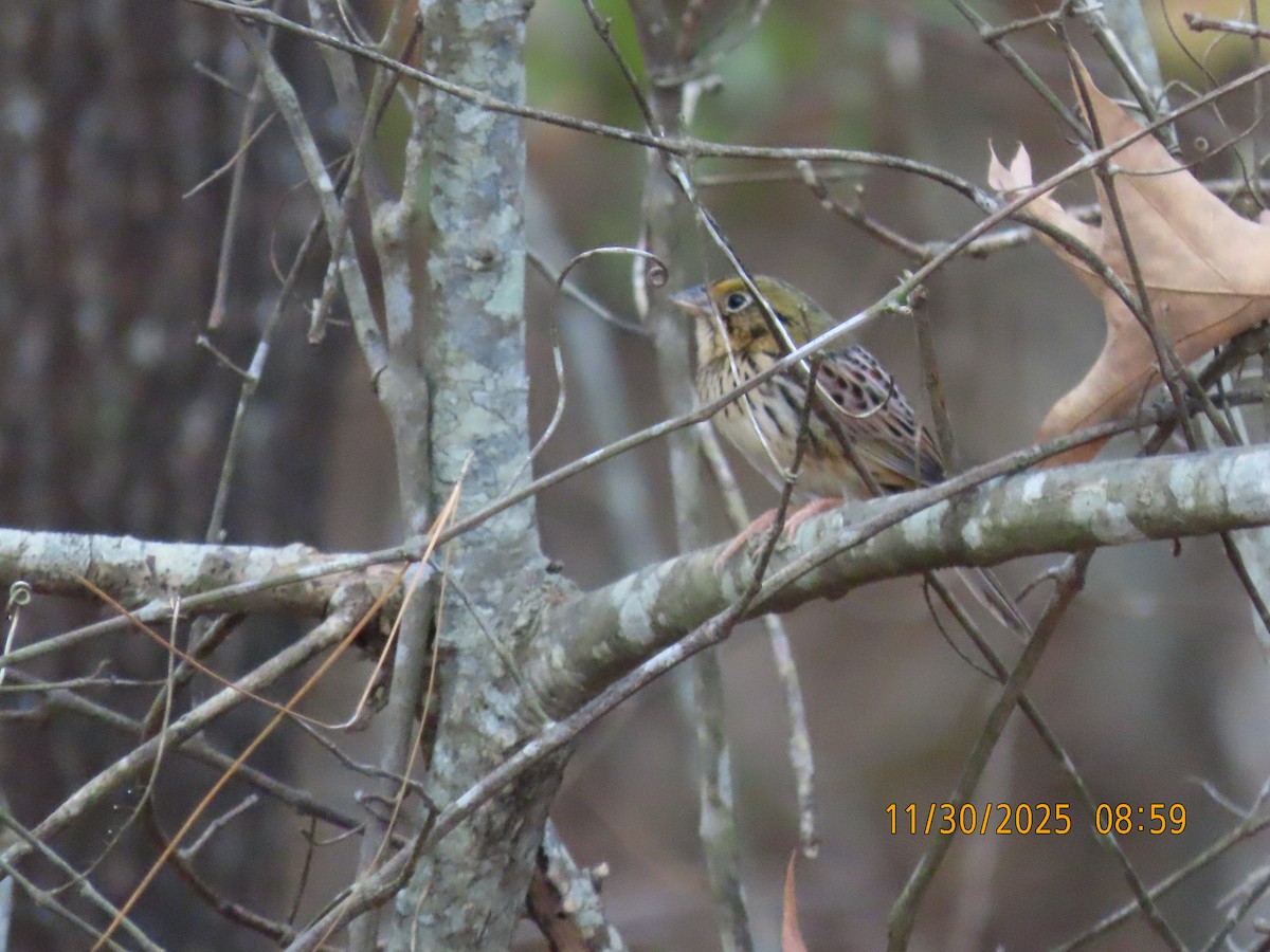 Henslow's Sparrow - ML646156450