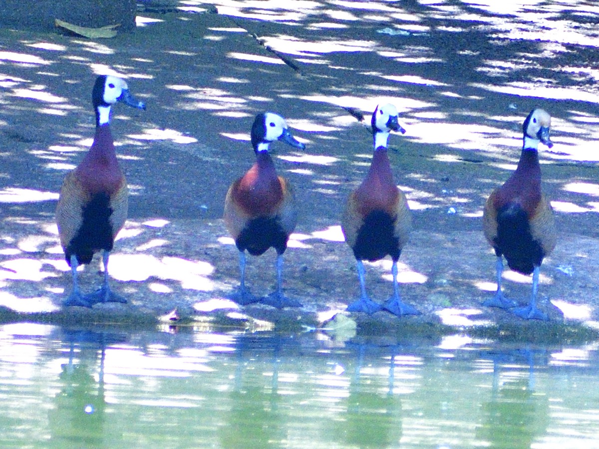 White-faced Whistling-Duck - ML646156455