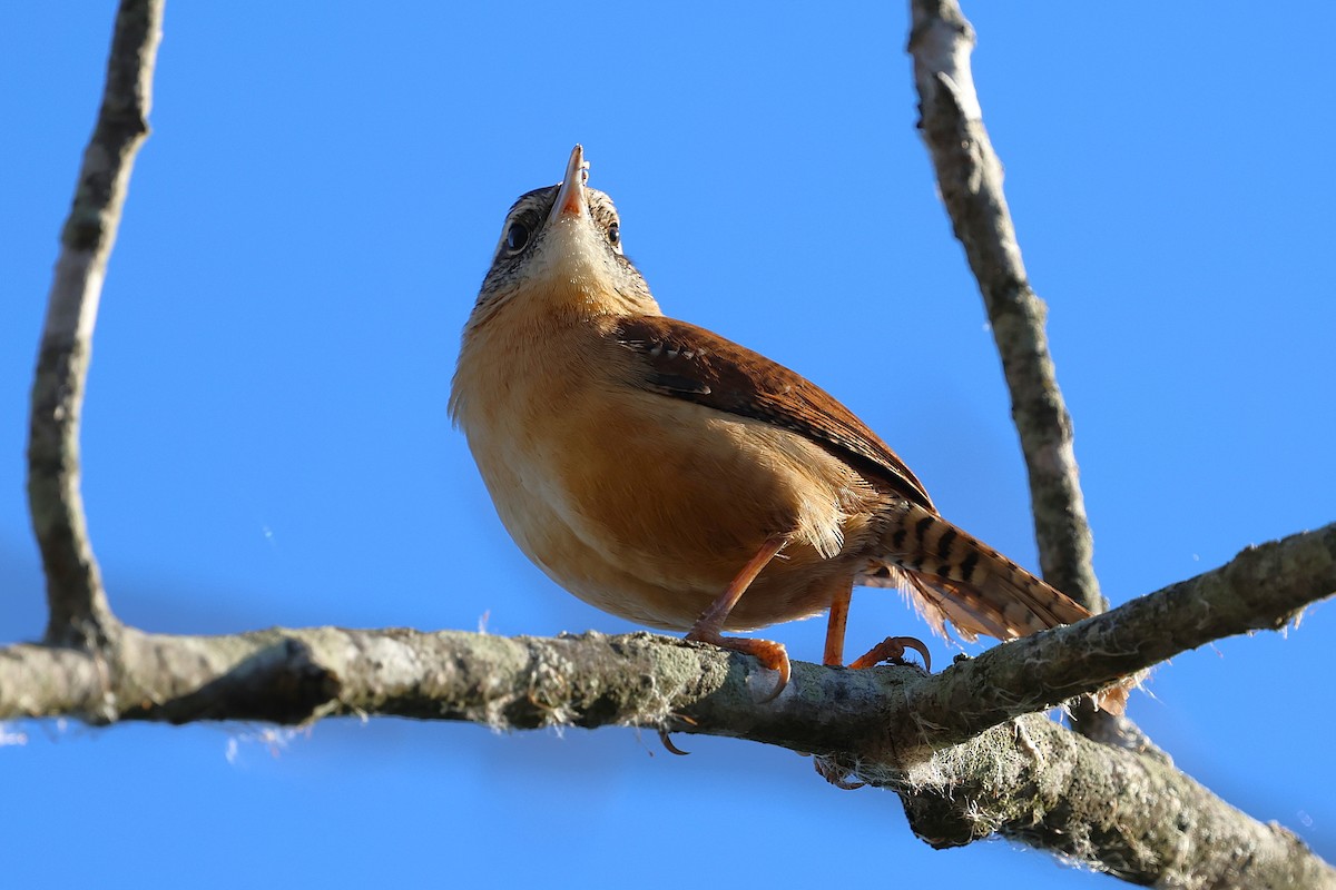 Carolina Wren - ML646156460