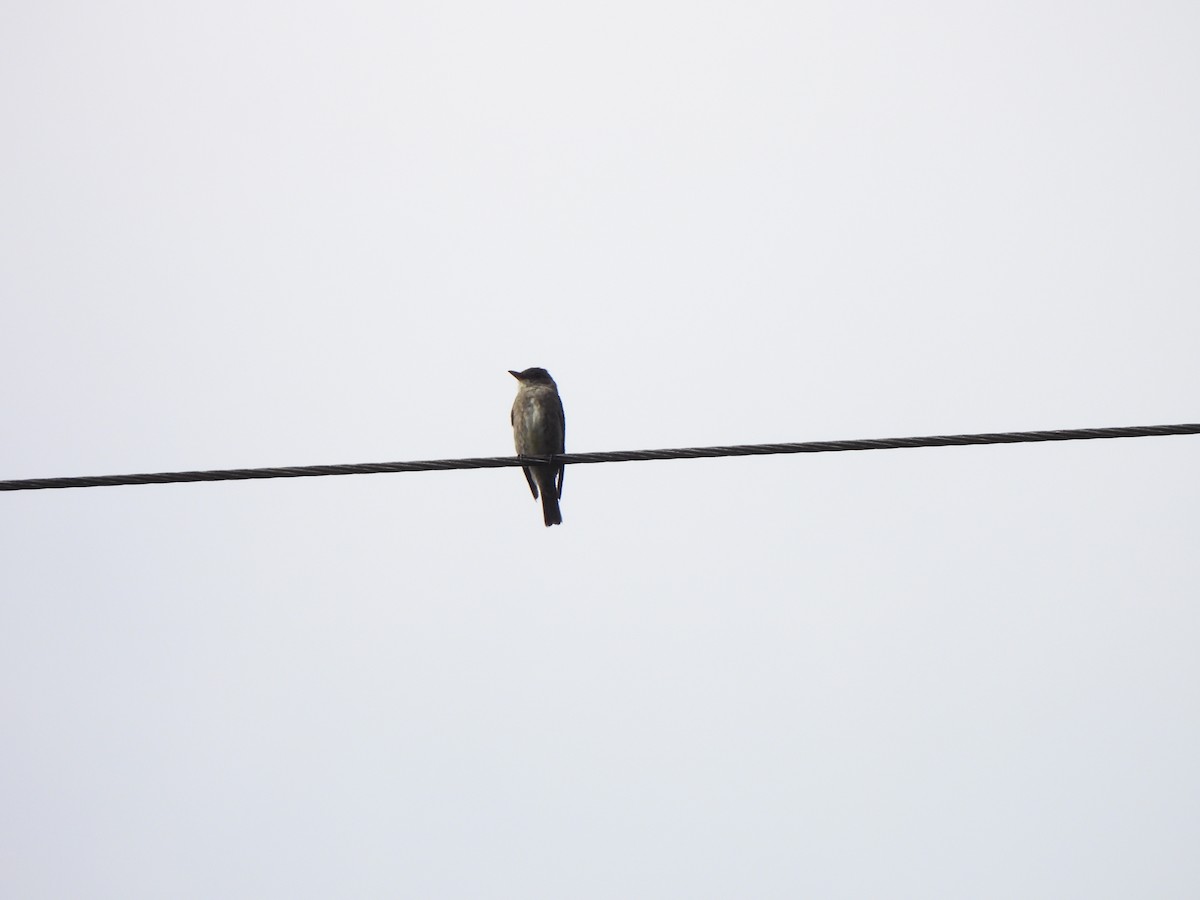 Olive-sided Flycatcher - ML646156468