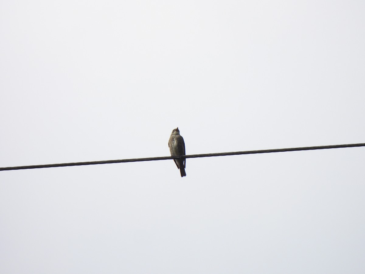 Olive-sided Flycatcher - ML646156469