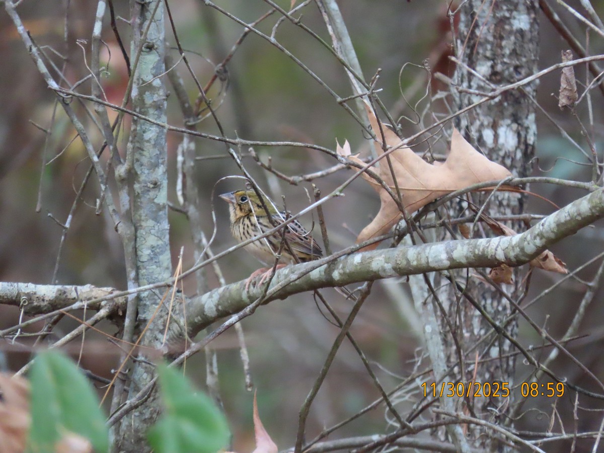 Henslow's Sparrow - ML646156470